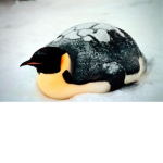 #pinguin nation