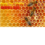 The Real Honey Bee Clothing