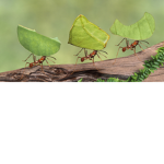 ant clan ant clan