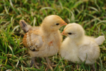 chicken and turkey cuteness