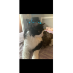 Johnny Cats