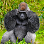 Gorilla's are cool