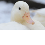 duckie_group
