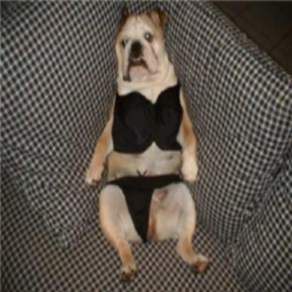 funny dog Roblox decal