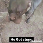 Blueyhategroup