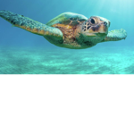 Gemma and Evelyn’s Turtle Group!