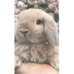#Sw_queen101 - bunny's!