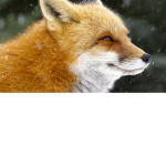Where's the Fox? Show! Fan Club
