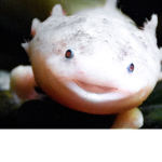 axolotl love and appreciation group