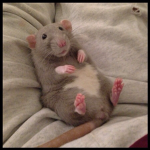 The Official Rat Family