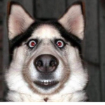 Smile Dog Clothes