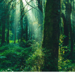 Forest of Foxia