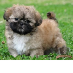 Fluffy Puppy Association
