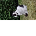 LeChatTropBo