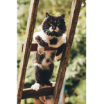Cat time bingo cat