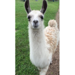 Lala llamas