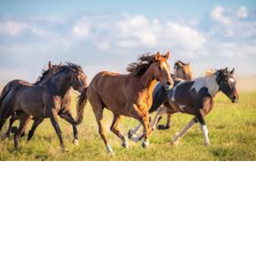 ~Chestnut Riding Academy~