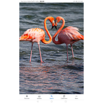 The Flamingo sqaud Pink Flamingos