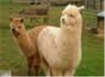 alpaca fans