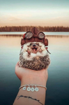 Millie hedgehog