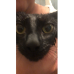 Mocha’s cats!