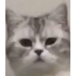 Cat goes to eat leg