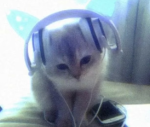 Sky cat
