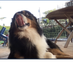BE A DOGE!!
