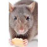 Rat games for fun
