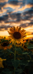 The lovely Sunflowers