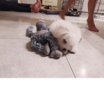 My dog Groups