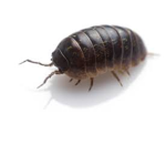 STINKY BUGS