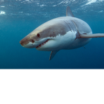the sharko gang..
