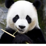 the panda group with the best clothing!!!