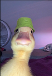 duckies ••