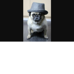 The Gangster pug team