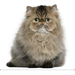Cats we like