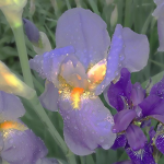 ! flowersq !