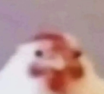 KOLEDZY GROKU