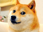 Doge good pro