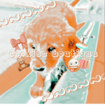 ᴄᴏᴏᴋɪᴇs ######## ###