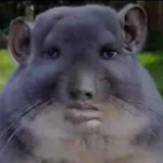CHINGCHILLS