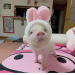 Lil piggies group