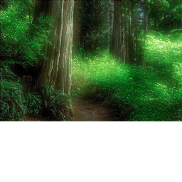 Forest Exploration