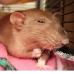 <3 the rats of Roblox <3