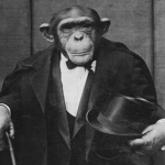 | Monkey Clothes |
