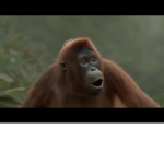 Handsome monkey