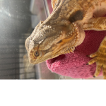 DaHoodLizard