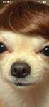 LIL_BOB_TEAM