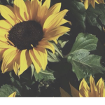 Sunflower Cafe Group